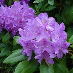 Rhododendron 'Cat. Grandiflorum'  - 40-50 cm pot