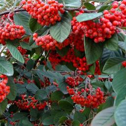 Cotonéaster laiteaux  - 60-80 cm pot