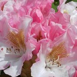 Rhododendron 'Bashful'  - 60-80 cm pot