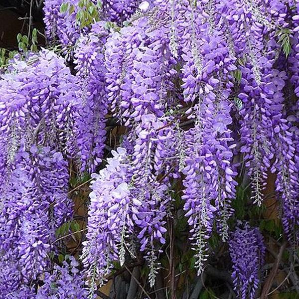 Glycine de chine 'Prolific'  - 50-60 cm pot