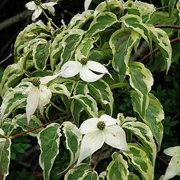 Cornus controversa 'Variegata'  - 50-60 cm pot