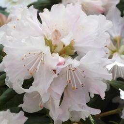 2 x Rhododendron 'Dora Amateis'  - 20-30 cm pot