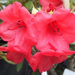 2 x Rhododendron 'Elizabeth'  - 20-30 cm pot