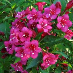 2 x Weigela 'Eva Rathke'  - 50-60 cm pot