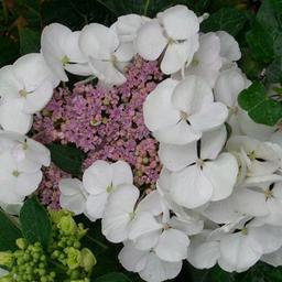 2 x Hortensia 'Libelle'  - 25-30 cm pot