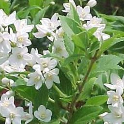 2 x Deutzia gracilis  - 25-30 cm pot