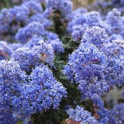 2 x Lilas de Californie 'Burkwoodii'  - 30-40 cm pot