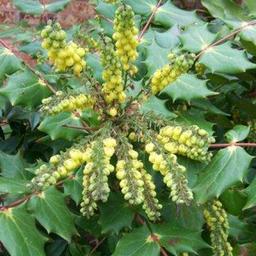 Mahonia du Japon 'Hivernant'  - 50-60 cm pot