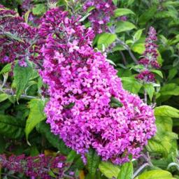 2 x Arbre aux papillons 'Pink Delight'  - 40-60 cm pot