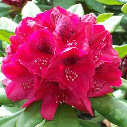 Rhododendron 'Lord Roberts'  - 40-50 cm pot