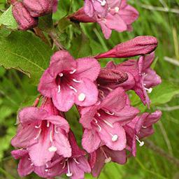 2 x Weigela florida 'Victoria'  - 50-60 cm pot