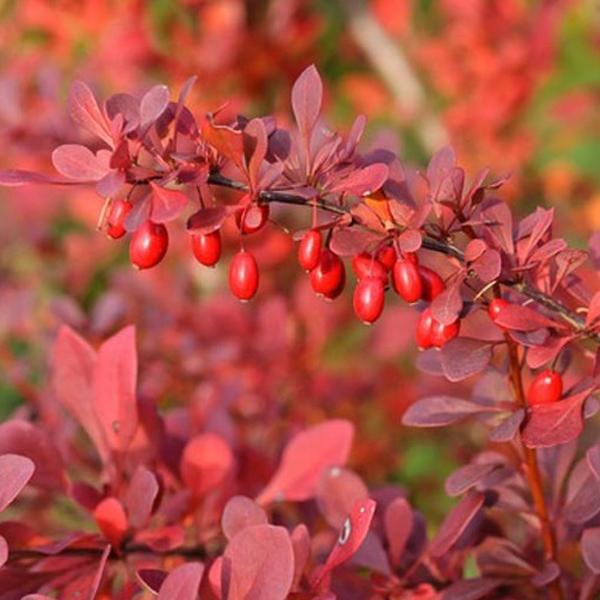 2 x Épine-vinette à feuilles 'Atropurpurea'  - 30-40 cm pot