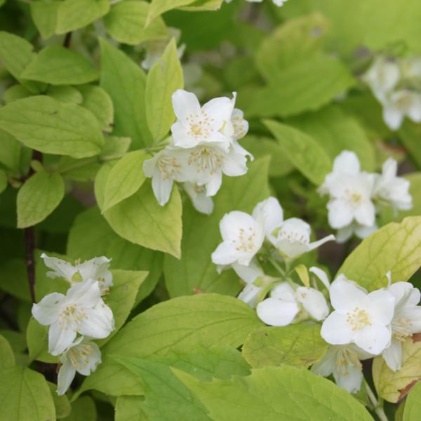 2 x Jasmin des poètes 'Aureus'  - 30-40 cm pot