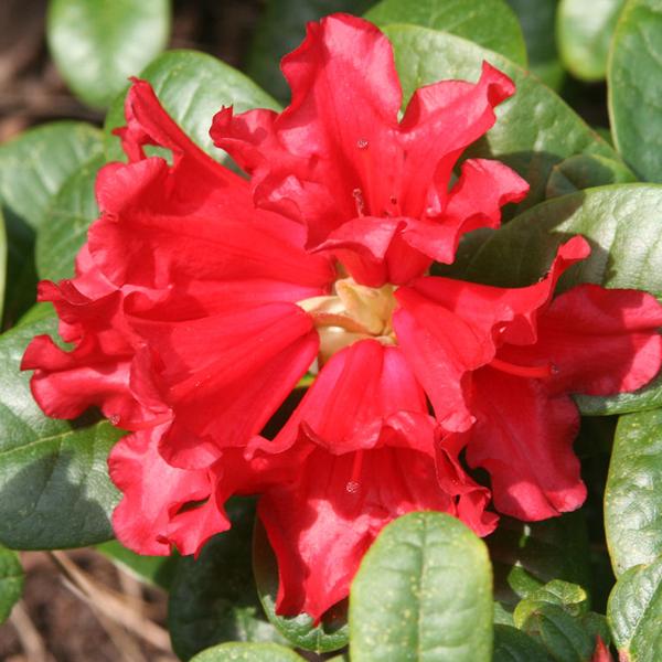 2 x Rhododendron 'Scarlet Wonder'  - 20-30 cm pot