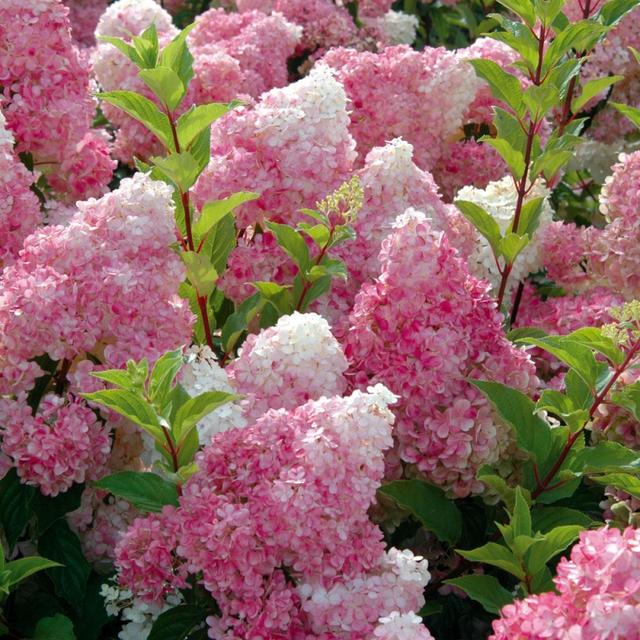 2 x Hortensia paniculé 'Vanille fraise'®  - 40-50 cm pot