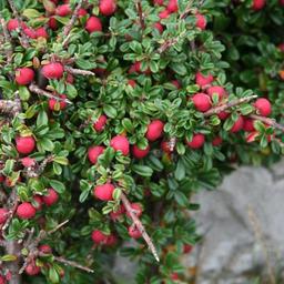 2 x Cotonéaster à petites feuilles  - 30-40 cm pot