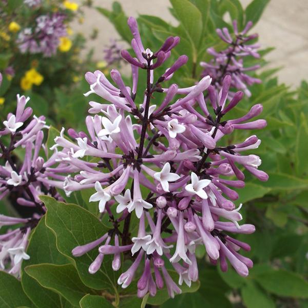 2 x Lilas de Chine 'Miss Kim'  - 40-60 cm pot