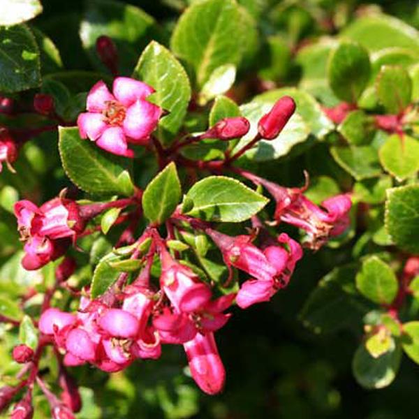 2 x Escallonia 'Red Dream'  - 20-25 cm pot