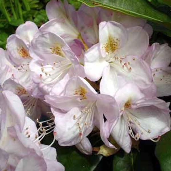 Rhododendron 'Gomer Waterer'  - 60-80 cm pot