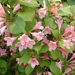 2 x Weigela 'Rosea'  - 50-60 cm pot