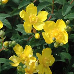 Millepertuis 'Hidcote'  - 50-60 cm pot