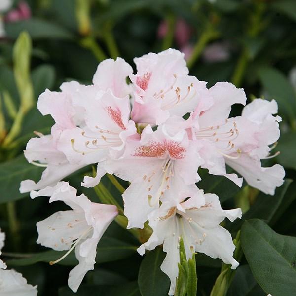 Rhododendron 'Cunningham blanc'  - 40-50 cm pot