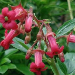 2 x Escallonia 'C.F. Ball'  - 40-50 cm pot