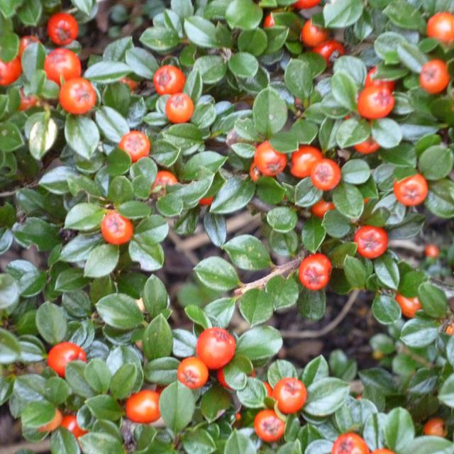 2 x Cotonéaster radicans 'Eichholz'  - 30-40 cm pot