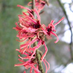 Noisetier de sorcière 'Ruby Glow'  - 40-60 cm pot