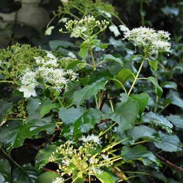 2 x Hortensia grimpant 'Petiolaris'  - 30-40 cm pot