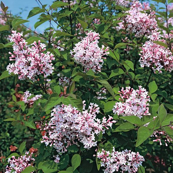 2 x Syringa microphylla 'Superba'  - 40-60 cm pot