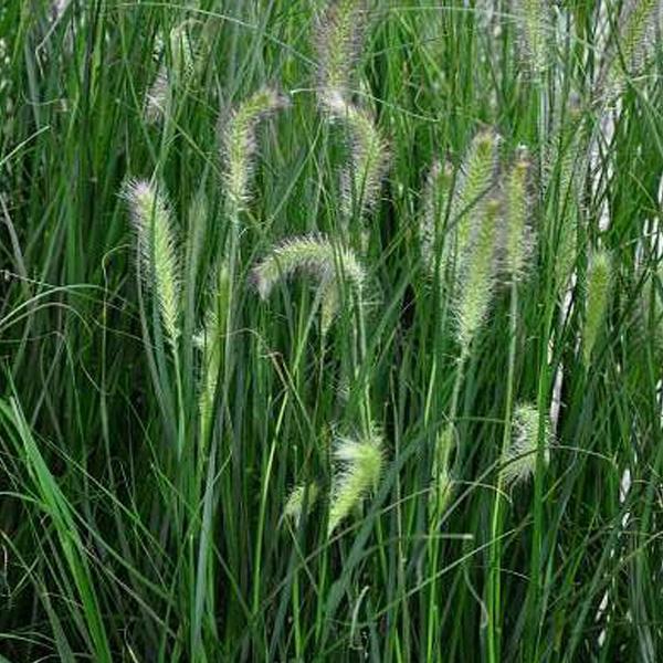 12 x Herbe aux écouvillons 'Hameln' - Pennisetum alopecuroides '