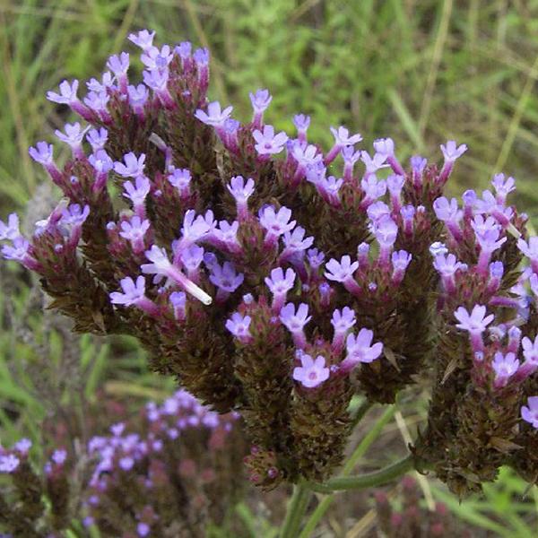 6 x Verveine de Buenos Aires  - godet 9cm x 9cm