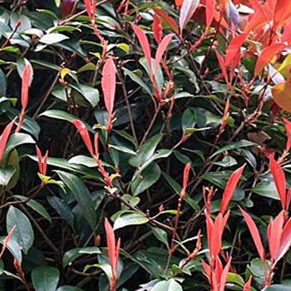 3 x Photinia Fraseri 'Red Robin' 40-60 cm en conteneur