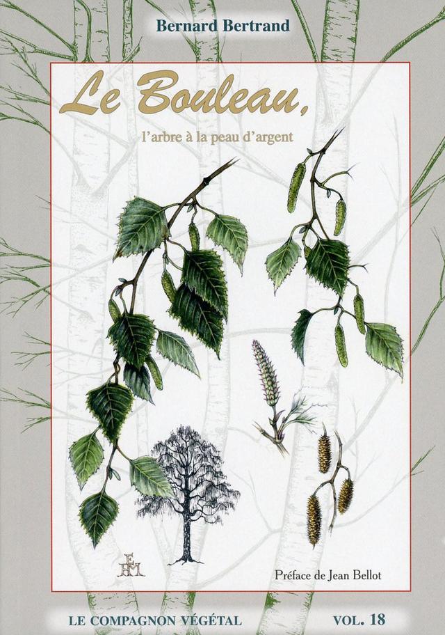 Le Bouleau, l'arbre à la peau d'argent