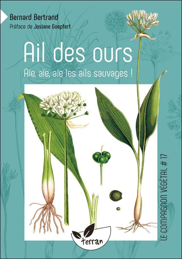 Ail des ours, aïe aïe aïe les ails sauvages !