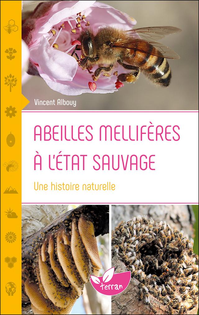 Abeilles mellifères à l'état sauvage