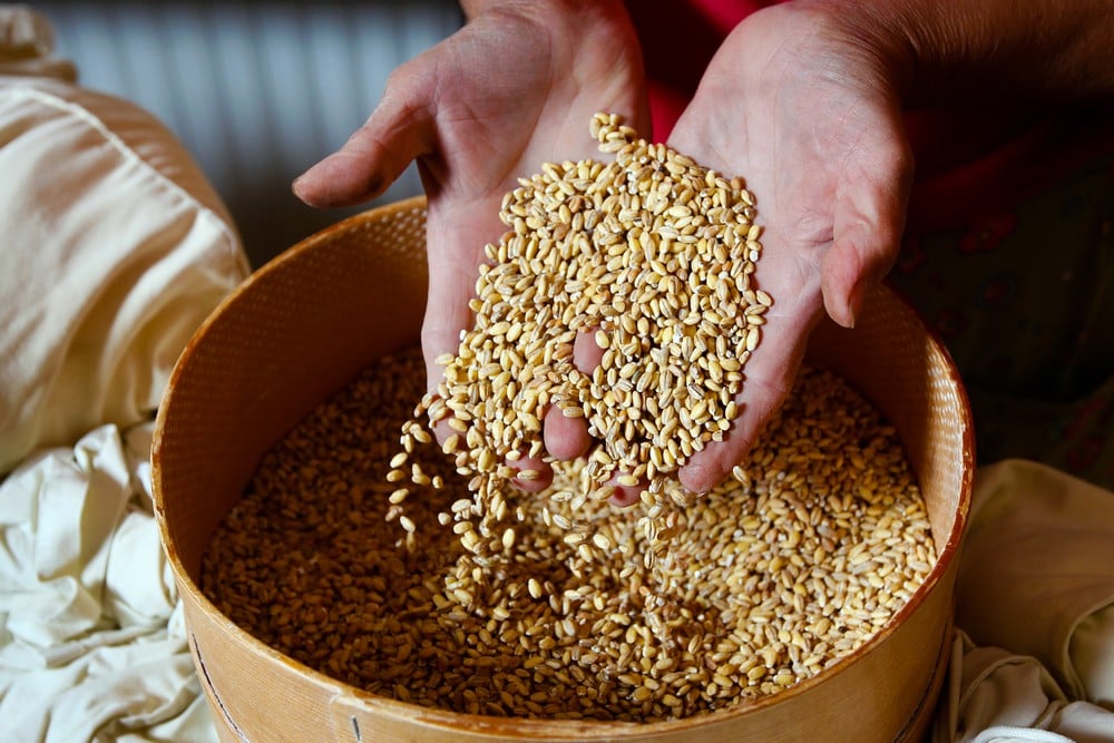 Quelle est la céréale la plus cultivée au monde?